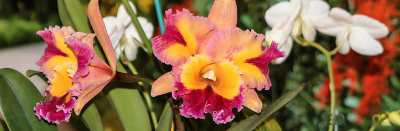 Art in the Arboretum - 2018